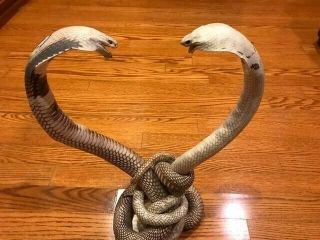 Rare Fighting Asian Cobra Taxidermy Snakes Statue