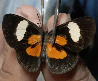 Lepidoptera/riodinidae Sp From Peru