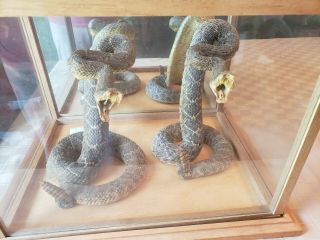 2 Coiled Mounted Rattlesnake Snake Taxidermy Mount In Glass Display Case