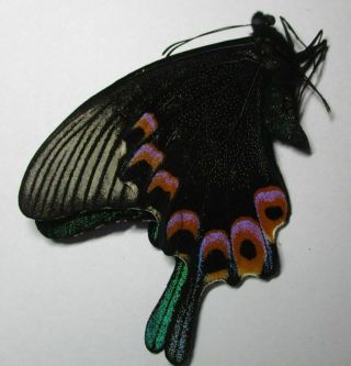 002 Butterflies: Papilio Hermeli Male 63.  5mm
