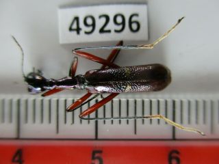 49296.  Cicindelidae Sp.  Vietnam North