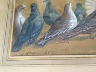19th C Framed Watercolor Painting Signed J.  Stokes 1892 Pigeons & Doves 2
