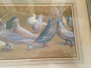 19th C Framed Watercolor Painting Signed J.  Stokes 1892 Pigeons & Doves 3