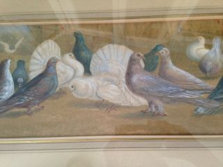 19th C Framed Watercolor Painting Signed J.  Stokes 1892 Pigeons & Doves 4