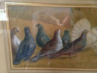 19th C Framed Watercolor Painting Signed J.  Stokes 1892 Pigeons & Doves 7