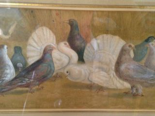 19th C Framed Watercolor Painting Signed J.  Stokes 1892 Pigeons & Doves 8