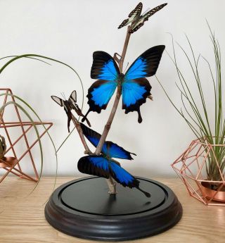 Butterflies In Glass Dome - Butterfly - Taxidermy - Blue Papilio Ulysses
