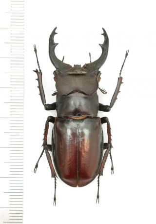 Lucanidae Lucanus Westermanni 53mm From Nepal
