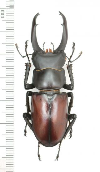 Lucanidae Dorcus Macleayi 59mm From India