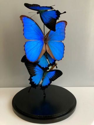 Butterflies Glass Dome - Butterfly - Taxidermy - Blue Morpho & Papilio Ulysses