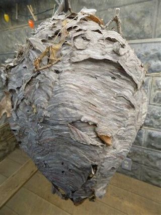 Bald White Faced Hornet Nest,  Taxidermy,  Real Paper Nest,  Rustic Cabin Decor C