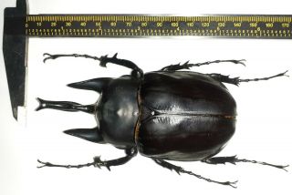 Scarabaeidae/dynastinae Megasoma Actaeon Male 122 Mm From Iquitos Peru