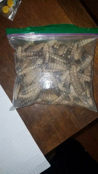 Bag Of Rattlesnake Rattles