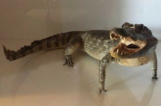 Taxidermy Full Mount Alligator 34” Inches Long Great For Any Florida Gator Fan