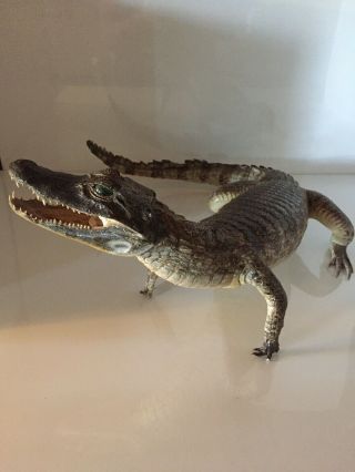 TAXIDERMY FULL MOUNT ALLIGATOR 34” Inches LONG Great For Any FLORIDA GATOR FAN 3