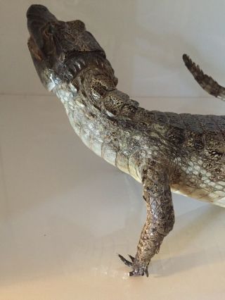 TAXIDERMY FULL MOUNT ALLIGATOR 34” Inches LONG Great For Any FLORIDA GATOR FAN 4