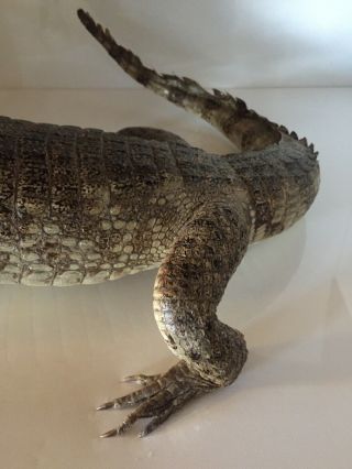 TAXIDERMY FULL MOUNT ALLIGATOR 34” Inches LONG Great For Any FLORIDA GATOR FAN 5