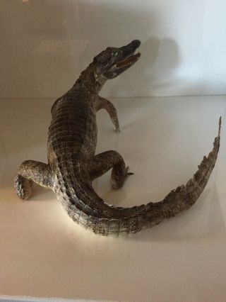 TAXIDERMY FULL MOUNT ALLIGATOR 34” Inches LONG Great For Any FLORIDA GATOR FAN 7