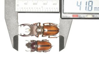 Lucanidae Lucanus Delavayi 41.  8mm P S.  Sichuan