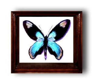 Ornithoptera Victoriae Male Niclasi In The Frame Of Expensive Breed Of Real Wood