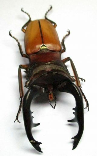 001 Lucanidae: Cyclommatus Alagari Male 68mm