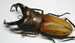 001 Lucanidae: Cyclommatus alagari male 68mm 2