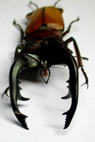 001 Lucanidae: Cyclommatus alagari male 68mm 5