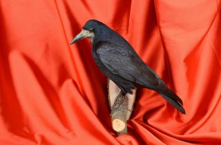 Rook Crow Taxidermy Mount Gothic Stuffed Bird Saatkrähe Präparat Rw3