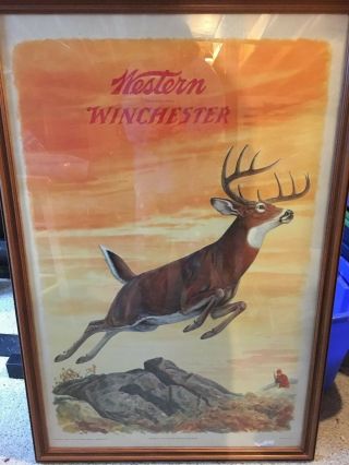 1955 Western Winchester Deer Advertising Lithograph Framed 28 " X 43 "