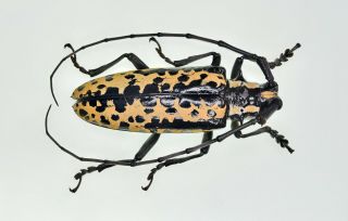 Cerambycidae Prioninae Rare Xxl A1 Deliathis Batesi Mexico Female 50mm