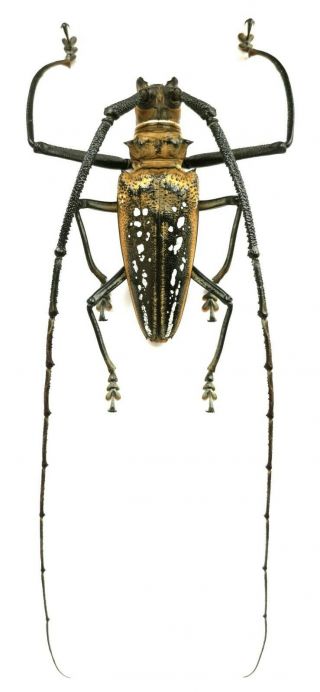 Beetles,  Cerambycidae,  Batocera Wallacei Sp,  85 Mm,  Head Size 80mm,  Waigeo Is