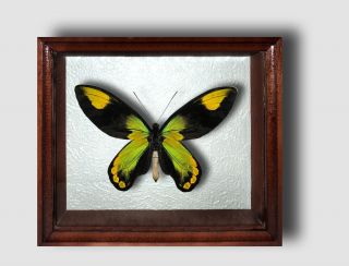 Ornithoptera Victoriae Male In The Frame Of Expensive Breed Of Real Wood.  Rare