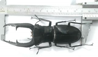 Hexarthrius Mandibularis Sumatranus 113mm From Sumatra Indonesia