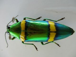 48658.  Buprestidae,  Chrysochroa sp?.  Vietnam South 2