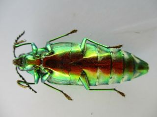 48658.  Buprestidae,  Chrysochroa sp?.  Vietnam South 3