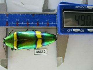 48652.  Buprestidae,  Chrysochroa Sp?.  Vietnam South
