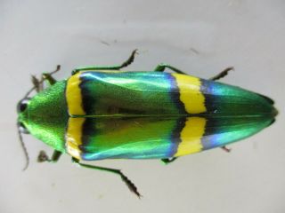48652.  Buprestidae,  Chrysochroa sp?.  Vietnam South 2
