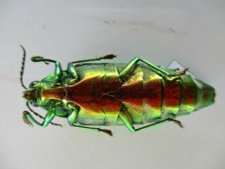 48652.  Buprestidae,  Chrysochroa sp?.  Vietnam South 3