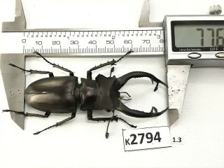 K2794 Unmounted Beetle Lucanus Dongi 77.  62mm Vietnam Central