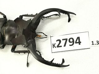 K2794 Unmounted beetle Lucanus DONGI 77.  62mm Vietnam CENTRAL 2
