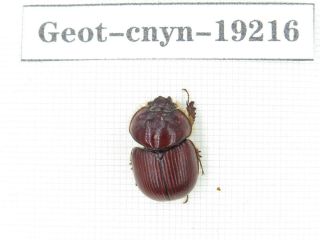 Beetle.  Geotrupidae Sp.  China,  Yunnan,  Xishuangbanna.  1pcs.  19216.