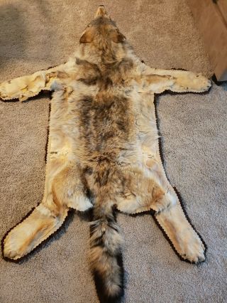 Authentic Grey Wolf Rug