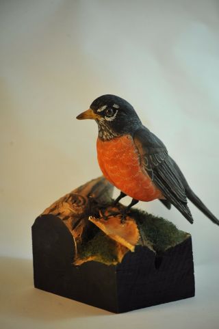 American Robin Life Size Wood Carving /sculpture
