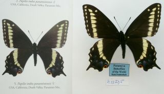 Papilio Indra Panamintensis Female From Death Valley,  Usa Pictured In Butterflie