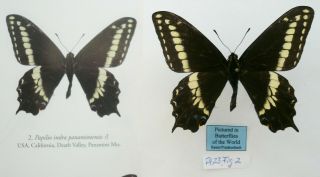 Papilio Indra Panamintensis Male From Death Valley,  Usa Pictured In Butterflies