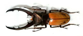 Lucanidae Beetle Cyclommatus Magnificus 62mm A1/a -