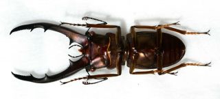 Lucanidae beetle Cyclommatus magnificus 62mm A1/A - 2