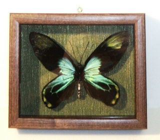 Ornithoptera Victoriae Riginae Male Form Niclasii.  Frame Made Of Expensive Wood