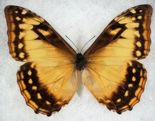 Insect/butterfly/ Morpho Cypris - Female 4 1/4 "