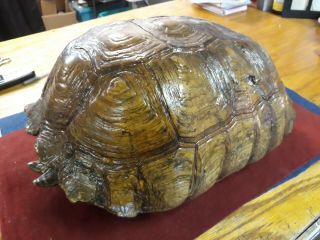 Rare,  African Snapping Turtle Shell / Taxidermy,  Large 18 " X 13 ".  Markings